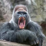 Gorilla zeigt aggressiv die Zähne