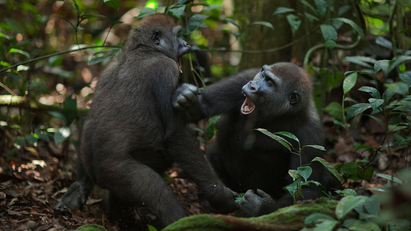 Junge Gorillas kämpfen miteinander