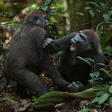 Junge Gorillas kämpfen miteinander