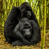 Gorillas umarmen sich