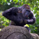 Gorilla trommelt sich auf die Brust