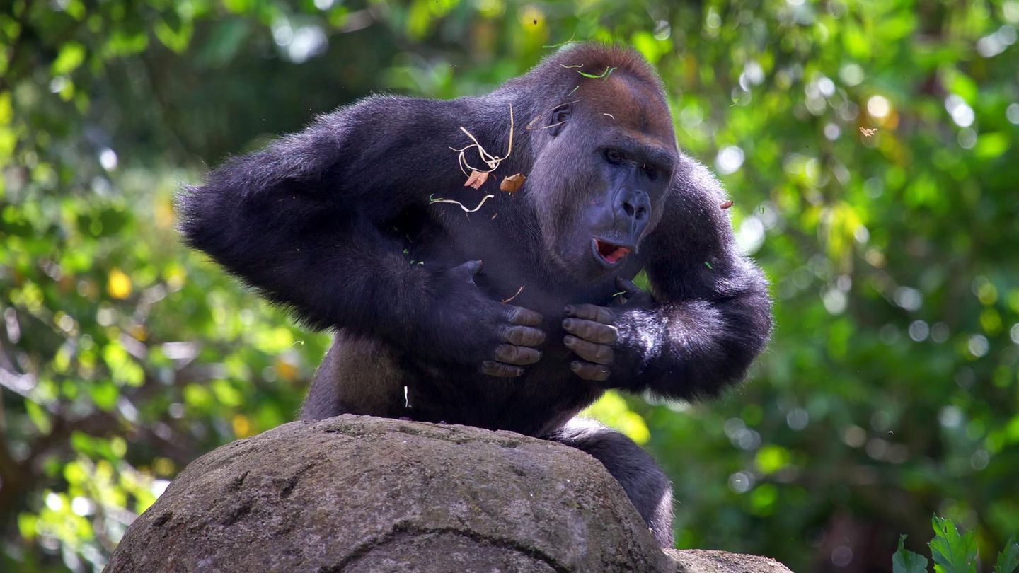 Gorilla trommelt sich auf die Brust