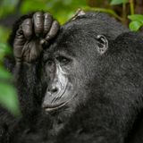 Gorilla in Nachdenkerpose