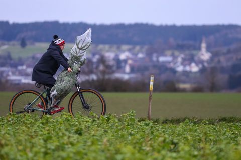 In gut einem Monat ist Weihnachten. Worauf muss man beim Christbaumkauf achten? (Archivbild) Foto: Thomas Warnack/dpa