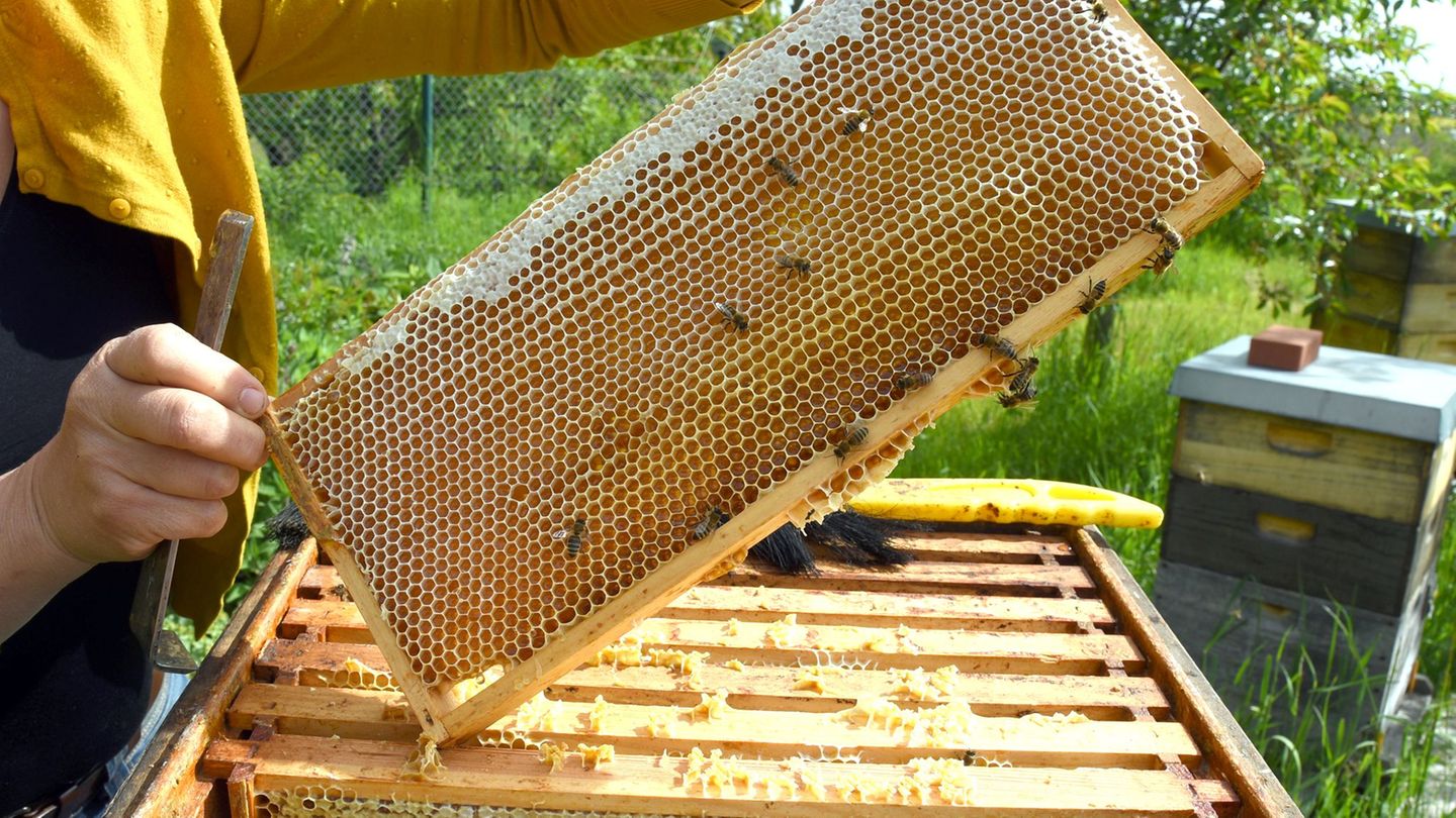 Flei-ige-Bienen-Saar-Imker-ernten-deutlich-mehr-Honig