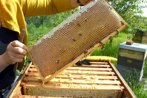 Eine Imkerin bei der Arbeit - in der Wabe dürfte jede Menge Honig sein. (Symbolfoto) Foto: Waltraud Grubitzsch/dpa