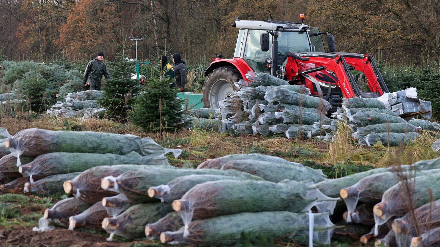 Beim Unternehmen Ostseetanne läuft der Verkauf von Weihnachtsbäumen in diesen Tagen an. (Archivfoto) Foto: Bernd Wüstneck/dpa