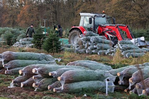 Beim Unternehmen Ostseetanne läuft der Verkauf von Weihnachtsbäumen in diesen Tagen an. (Archivfoto) Foto: Bernd Wüstneck/dpa
