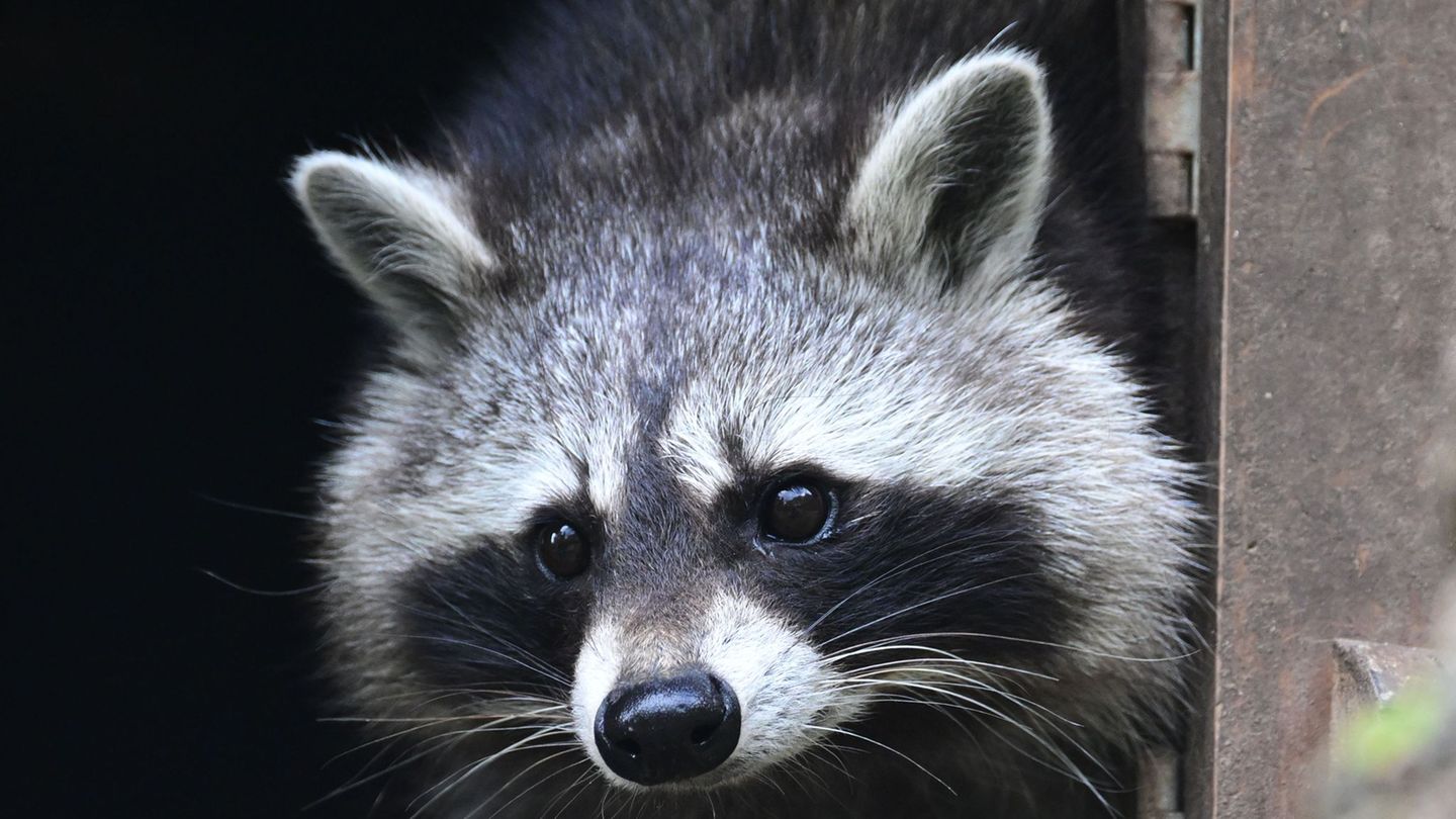 V Saški se širi populacija rakunov, kar ogroža naravo