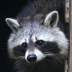 Auch in Sachsen hat die Population von Waschbären massiv zugenommen. Das bringt zahlreiche Probleme für Natur und Mensch mit sic