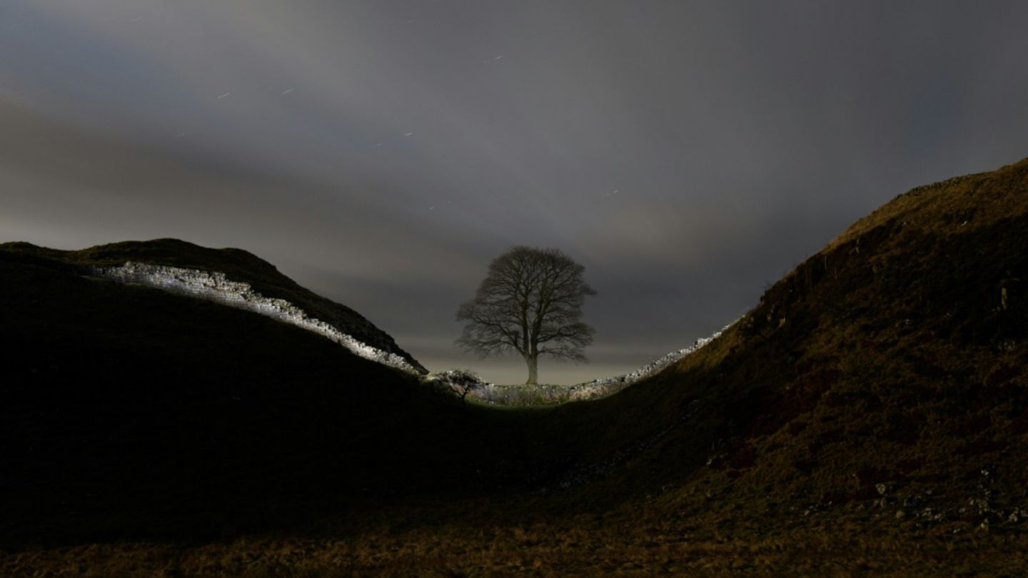 Der "Robin Hood"-Baum