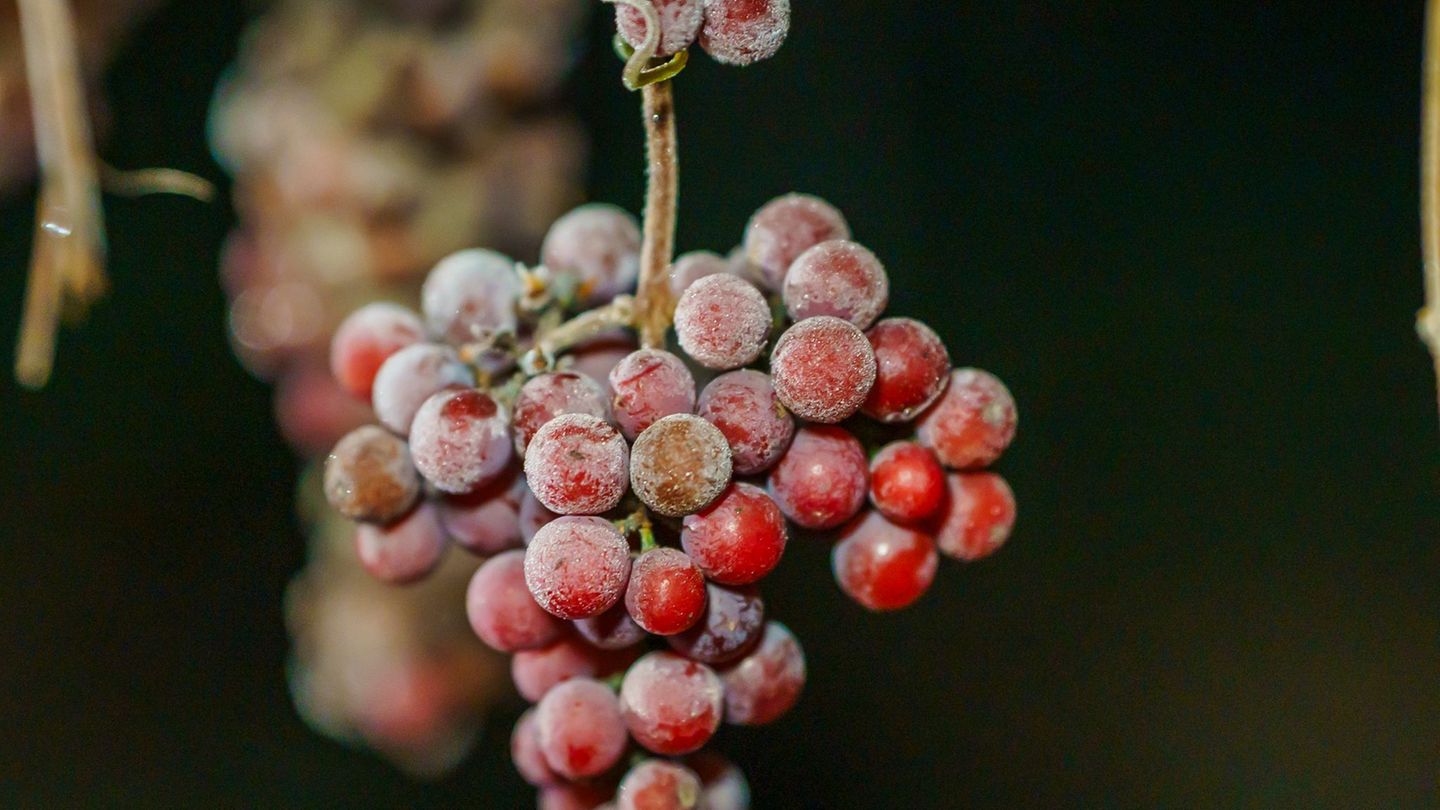 Eisige-K-lte-machts-m-glich-Winzer-lesen-Eiswein-in-klirrend-kalter-Nacht