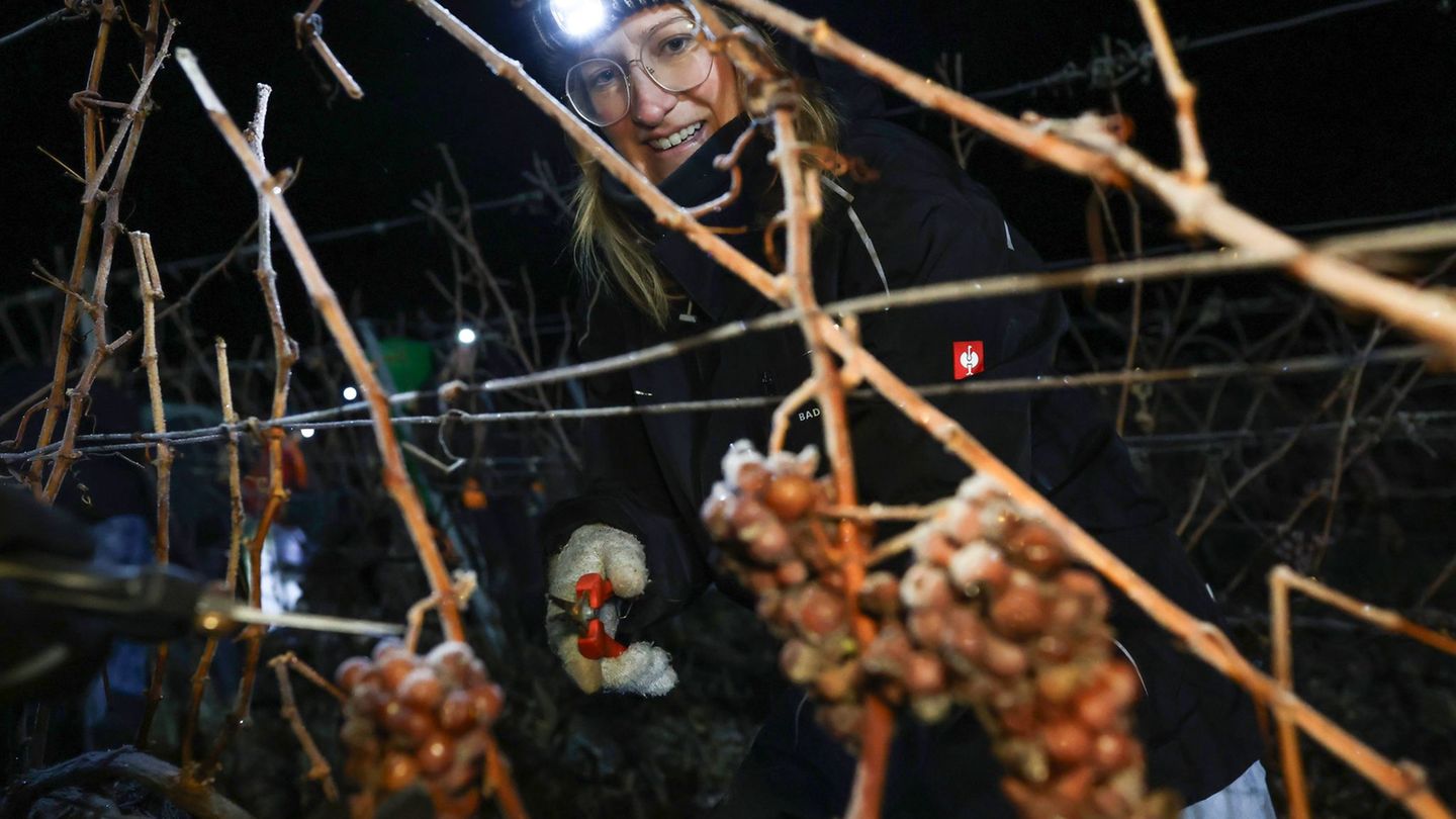 Seit etwa 230 Jahren werden in Franken Eisweine hergestellt. Foto: Daniel Löb/dpa