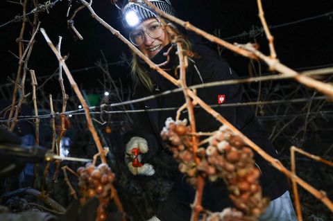 Seit etwa 230 Jahren werden in Franken Eisweine hergestellt. Foto: Daniel Löb/dpa