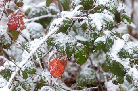 Im Thüringer Wald liegt bereits Schnee. (Symbolfoto) Foto: Michael Reichel/dpa