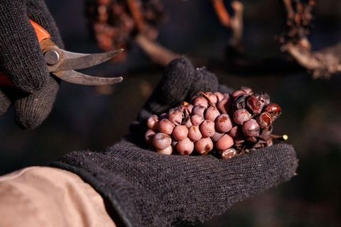 Innerhalb einer guten Stunde konnten insgesamt 24 Kisten mit Eisweintrauben geerntet werden. (Archivbild) Foto: Daniel Karmann/d