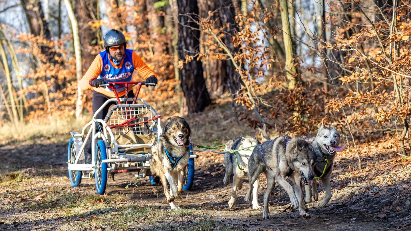 Noch ohne Schnee - das Schlittenhunde-Rennen in der Lausitz am Wochenende. Foto: Frank Hammerschmidt/dpa