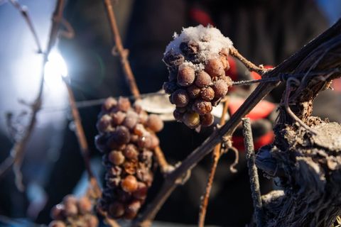 Winzer hoffen auf Eiswein. (Archivbild) Foto: Christian Modla/dpa-Zentralbild/dpa