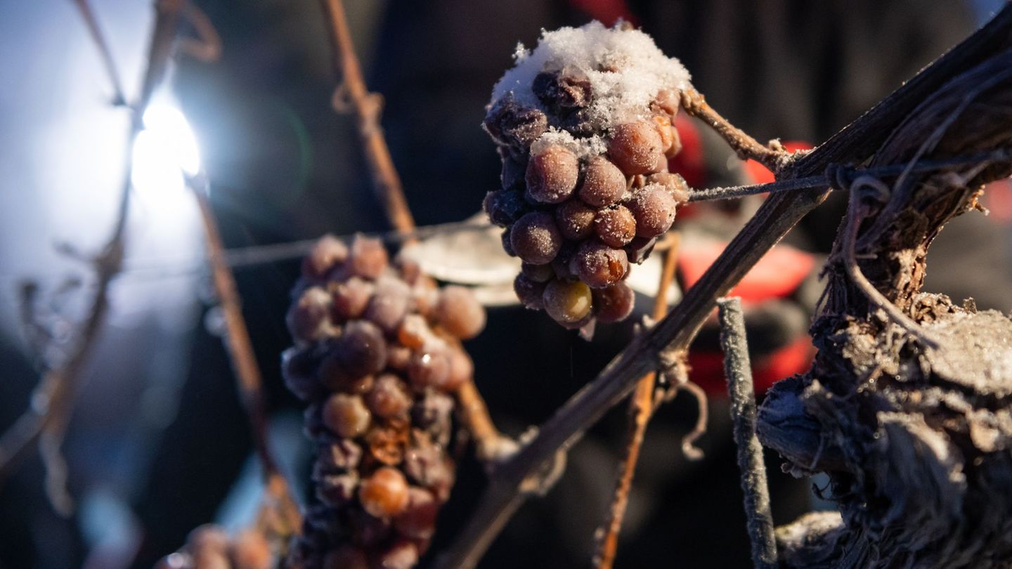 Winzer hoffen auf Eiswein. (Archivbild) Foto: Christian Modla/dpa-Zentralbild/dpa
