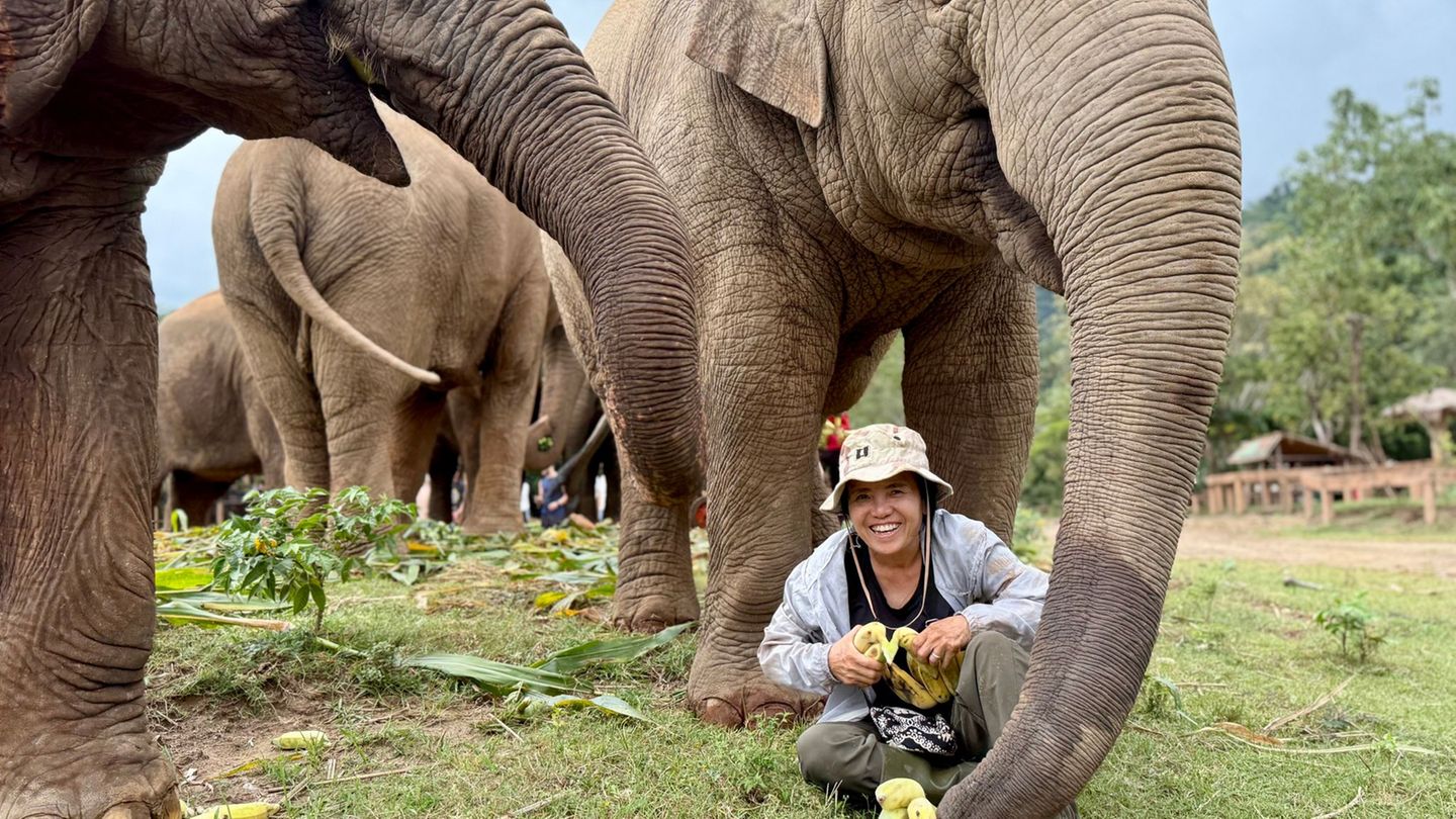 Tierschutz-in-Thailand-Die-Elefantenfl-sterin-von-Chiang-Mai