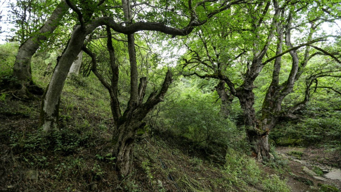 Hyrkanische Wälder