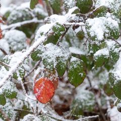 Im Thüringer Wald liegt bereits Schnee. (Symbolfoto) Foto: Michael Reichel/dpa
