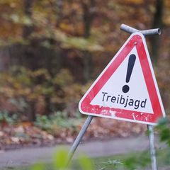 Bei einer Treibjagd sind zwei Spaziergänger durch Schrotkugeln leicht verletzt worden. (Symbolbild) Foto: Sebastian Willnow/dpa