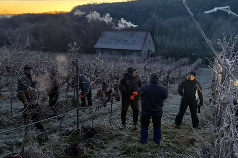 Über ein Dutzend Helfer waren beim Weingut Bad Sulza im Einsatz. Foto: Kathrin Clauß/Thüringer Weingut Bad Sulza/dpa