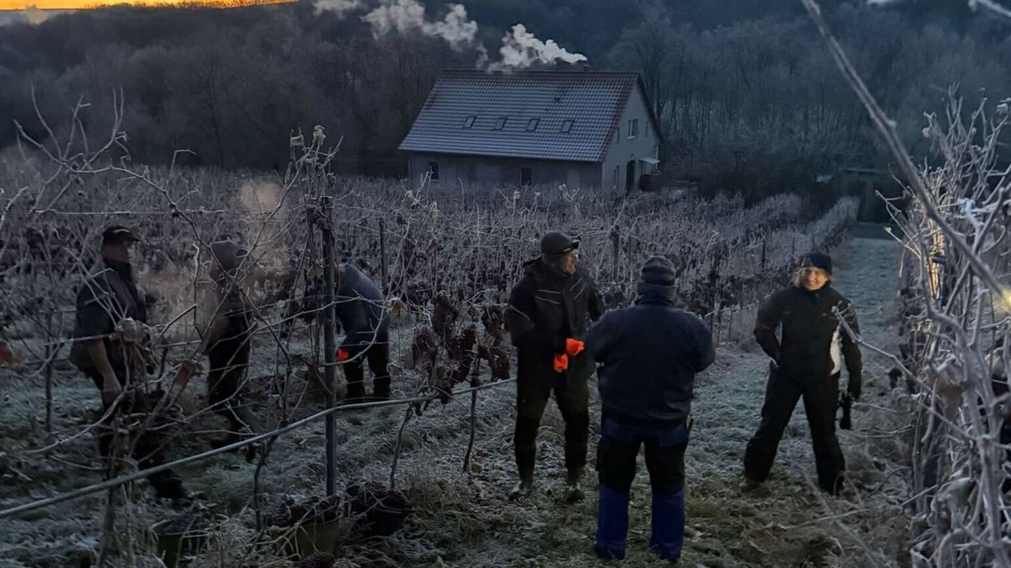 Über ein Dutzend Helfer waren beim Weingut Bad Sulza im Einsatz. Foto: Kathrin Clauß/Thüringer Weingut Bad Sulza/dpa