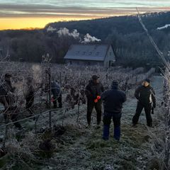Über ein Dutzend Helfer waren beim Weingut Bad Sulza im Einsatz. Foto: Kathrin Clauß/Thüringer Weingut Bad Sulza/dpa