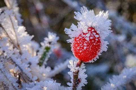 Frostige Wasserkristalle überziehen die Landschaft - unter anderem im Landkreis Oder-Spree. Foto: Patrick Pleul/dpa
