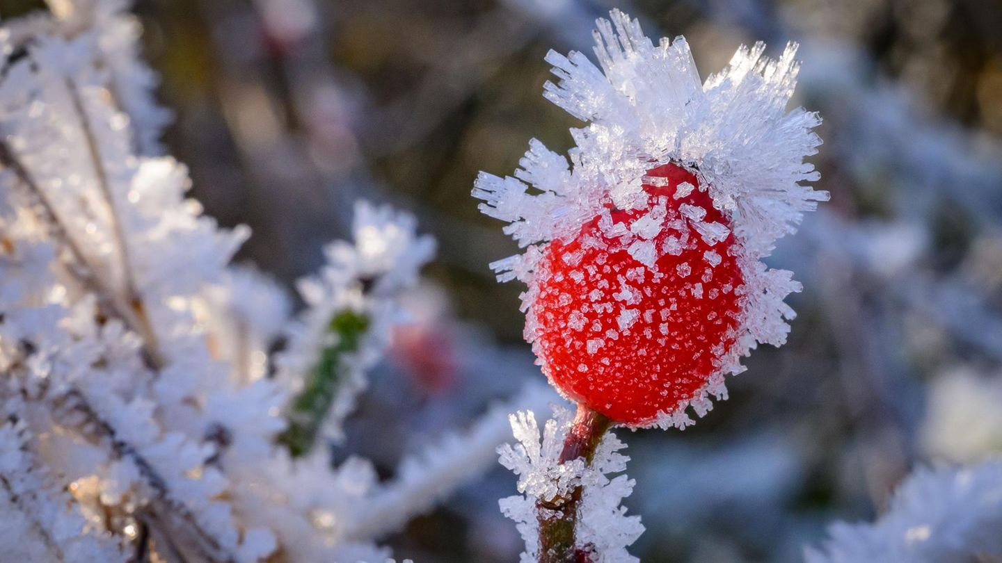 Sieversdorf, Brandenburg. Offiziell ist noch Herbst, meteorologisch beginnt der Winter erst am 1. Dezember. Die Temperaturen in Deutschland sind an diesem Wochenende aber bereits winterlich. Dadurch entstehen schöne Bilder wie dieses: Raureif bedeckt eine Hagebutte
