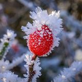 Sieversdorf, Brandenburg. Offiziell ist noch Herbst, meteorologisch beginnt der Winter erst am 1. Dezember. Die Temperaturen in Deutschland sind an diesem Wochenende aber bereits winterlich. Dadurch entstehen schöne Bilder wie dieses: Raureif bedeckt eine Hagebutte
