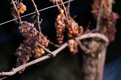 Winzer in Südbaden haben am Wochenende Eiswein gelesen. Foto: Philipp von Ditfurth/dpa