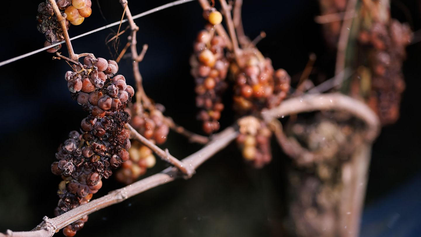 Weinspezialit-t-Winzer-hoffen-auf-Frostn-chte-f-r-Eiswein-Lese