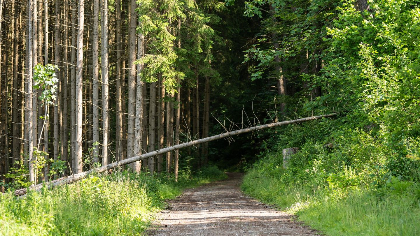 Wer einen Hinweis gibt, kann den Bearbeitungsstand bei der Forstbehörde verfolgen. (Symbolbild) Foto: Silas Stein/dpa