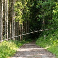 Wer einen Hinweis gibt, kann den Bearbeitungsstand bei der Forstbehörde verfolgen. (Symbolbild) Foto: Silas Stein/dpa
