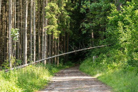 Wer einen Hinweis gibt, kann den Bearbeitungsstand bei der Forstbehörde verfolgen. (Symbolbild) Foto: Silas Stein/dpa