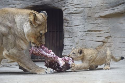Zootiere bekommen auch tote Tiere zum Fraß vorgesetzt. (Archivbild) Foto: Ludìk Peøina/CTK/dpa