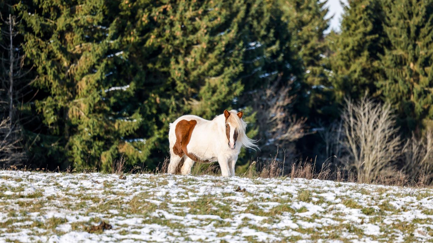 In Nordrhein-Westfalen sieht die Schneedecke vergleichsweise spärlich aus