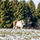 In Nordrhein-Westfalen sieht die Schneedecke vergleichsweise spärlich aus