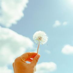 weibliche Hand hält Pusteblume gegen den Himmel