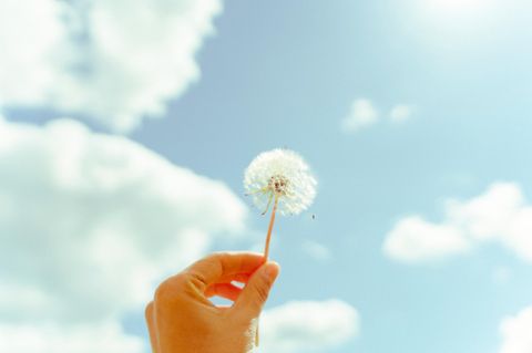 weibliche Hand hält Pusteblume gegen den Himmel