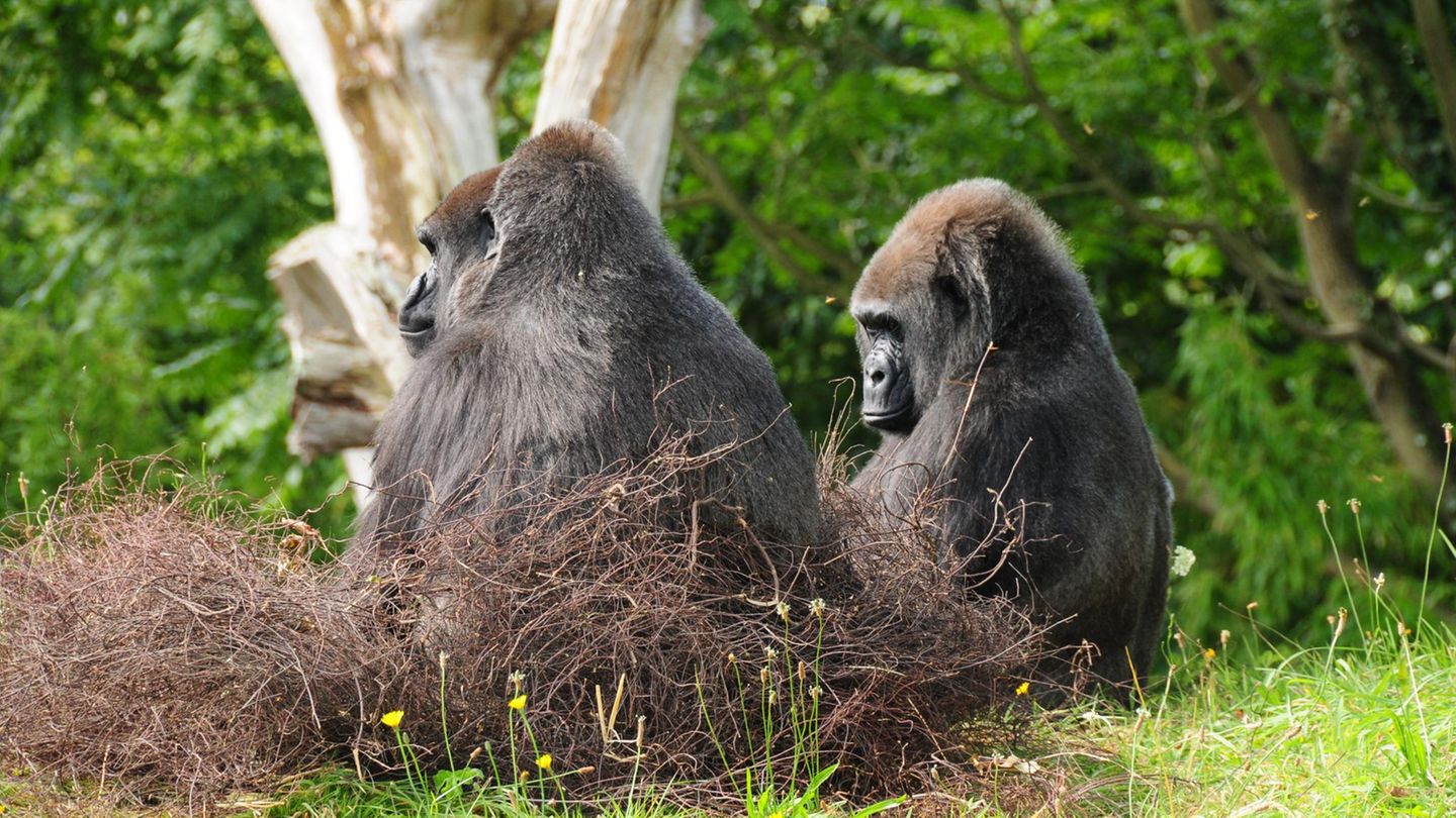 Zwei Gorillas in ihrem Nest