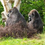 Zwei Gorillas in ihrem Nest