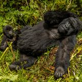 Gorillamutter mit Kleinem