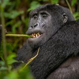 Gorilla frisst