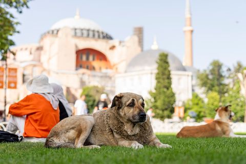 Straßenhunde in Istanbul sollen künftig nicht mehr gefüttert werden dürfen. (Archivbild) Foto: Francisco Seco/AP/dpa