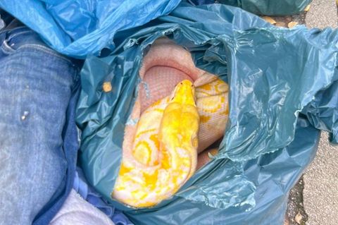 In einem Müllsack wurde die große Netzpython neben der Altkleidersammlung abgelegt. Foto: Polizei Soest/dpa