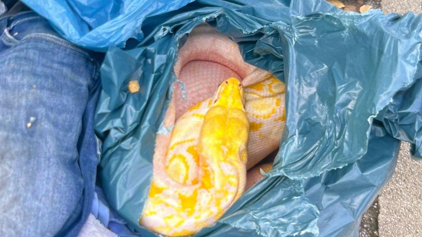 In einem Müllsack wurde die große Netzpython neben der Altkleidersammlung abgelegt. Foto: Polizei Soest/dpa